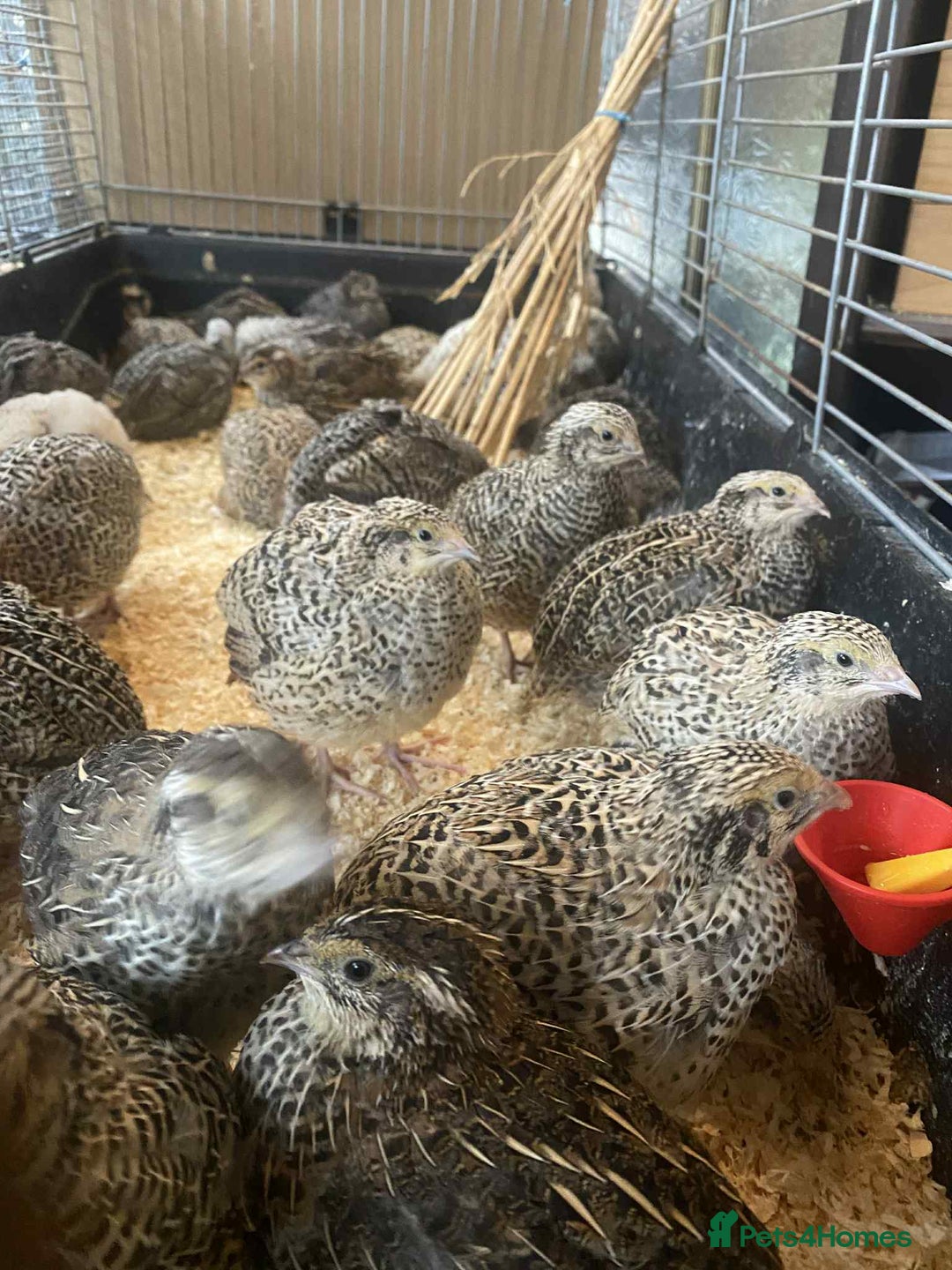 Quail poultry for sale: Fancy Coloured Japanese Jumbo Coturnix Quail - Image 1