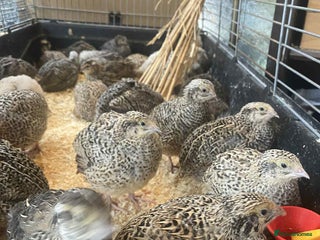 Quail poultry - Advert 31