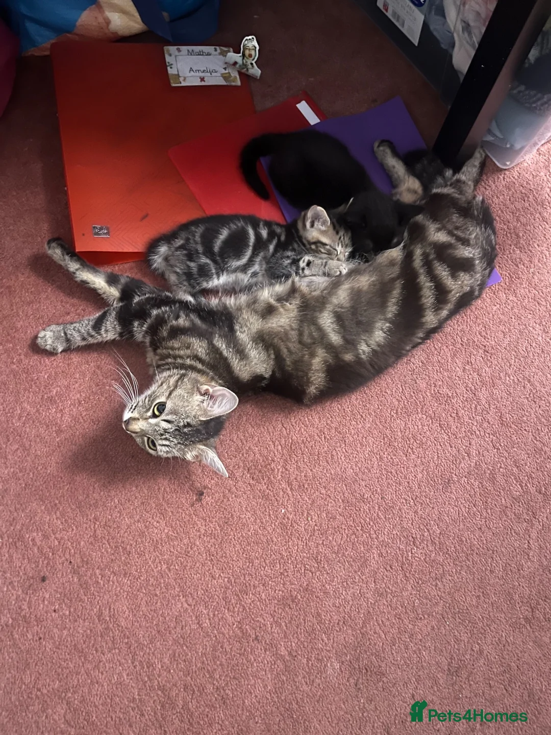 Mixed Breed cats for sale: Adorable kittens for sale  - Advert 1