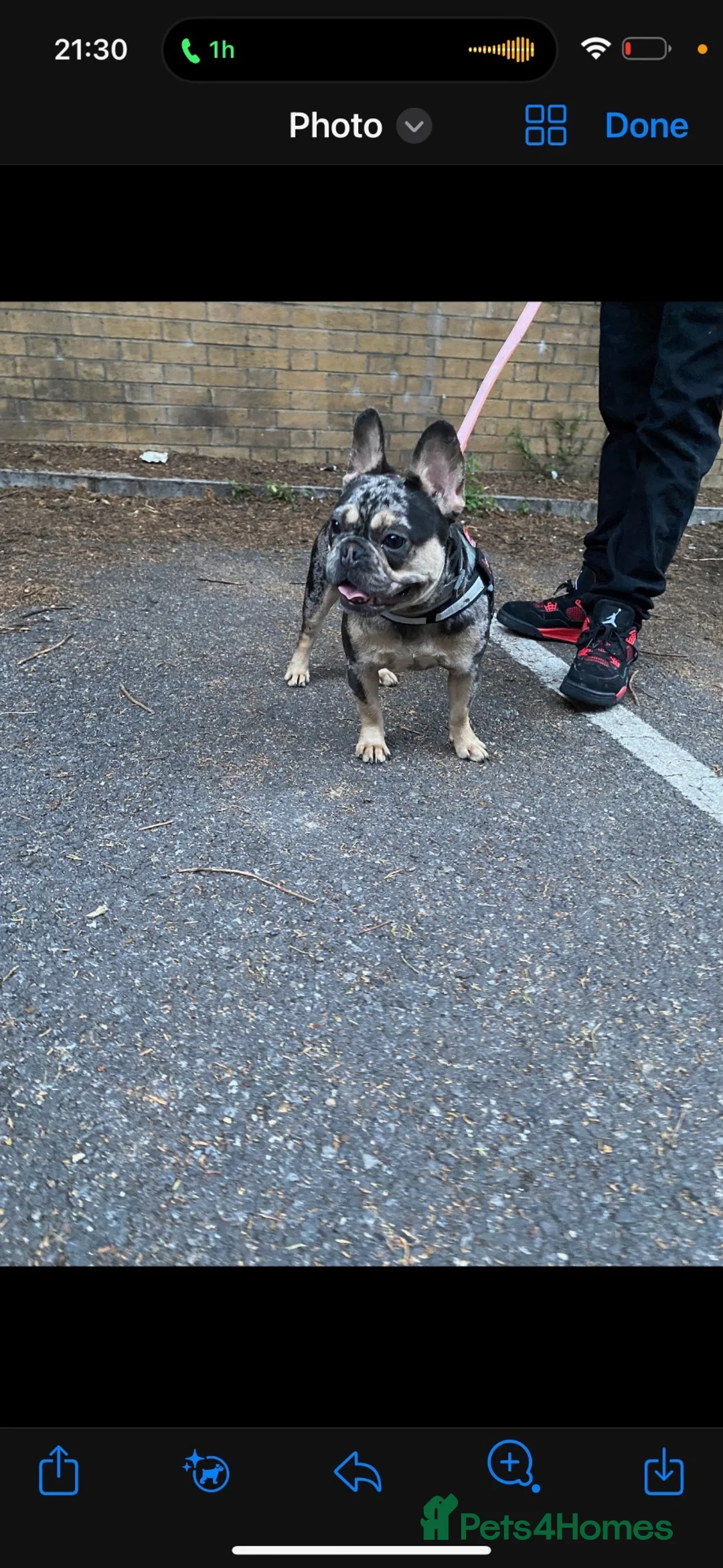 French Bulldog dogs for sale: True type french bulldog  in Edgware - Advert 3