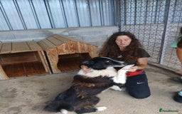 Mixed Breed dogs for adoption: Drummer, 6-7 yrs old. Available for adoption. - Image 5