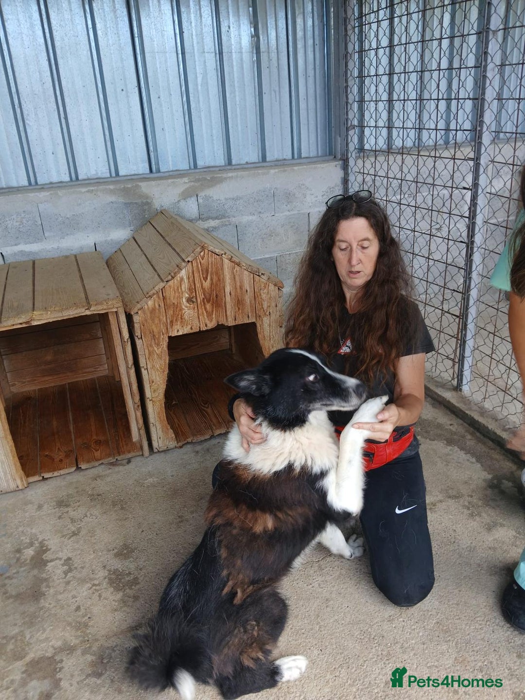 Mixed Breed dogs for adoption: Drummer, 6-7 yrs old. Available for adoption. - Image 5