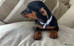 Miniature Dachshund dogs for sale: Miniature dachshunds - Image 33