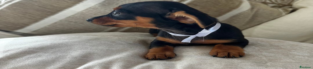 Miniature Dachshund Puppy 3