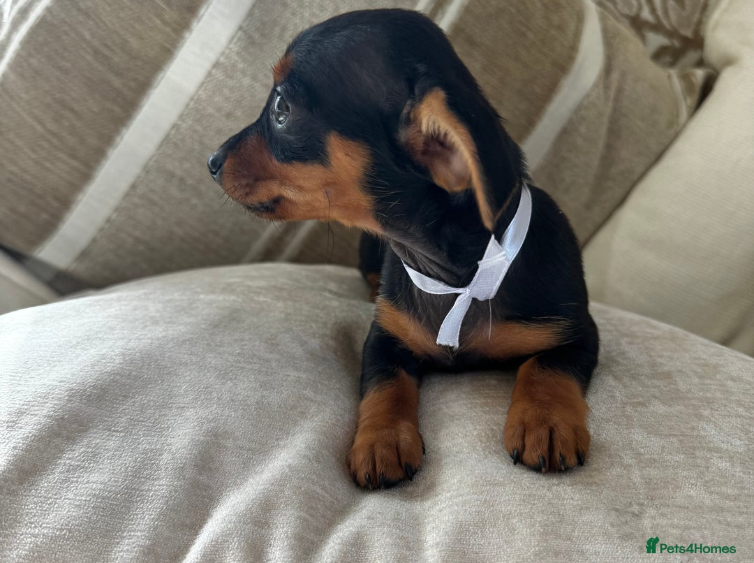 Miniature Dachshund dogs for sale: Miniature dachshunds - Image 33