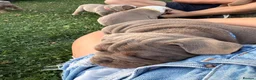 Olde English Bulldogge dogs for sale:  Olde English Bulldog Puppies L - Advert 20