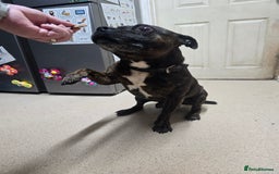 Staffordshire Bull Terrier dogs for sale: To good home - Image 6