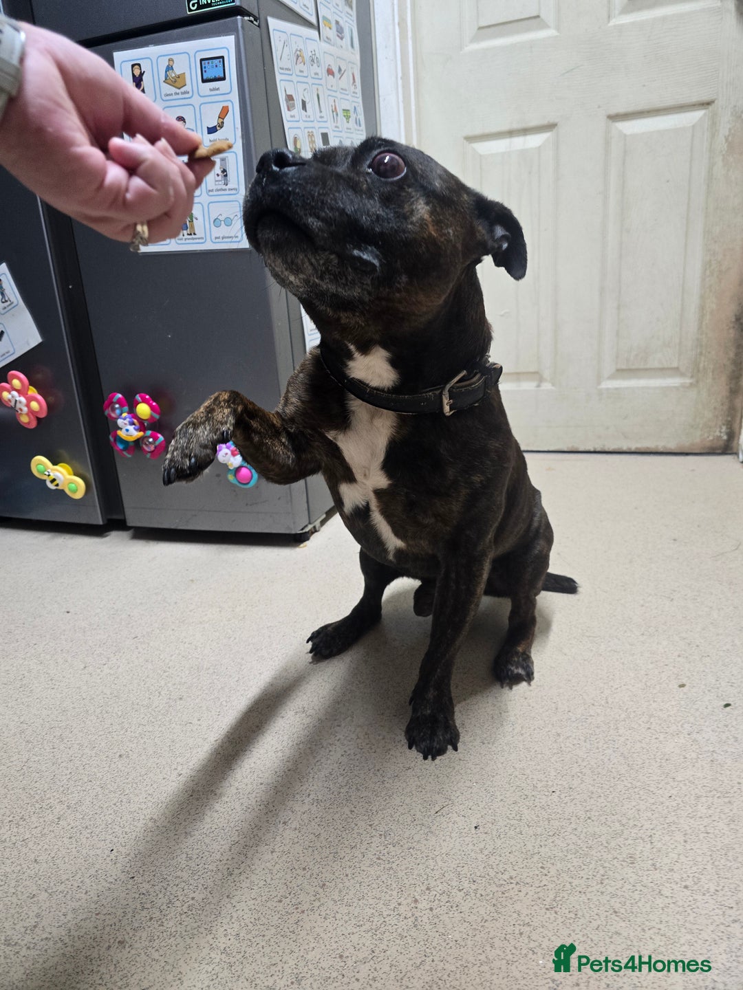 Staffordshire Bull Terrier dogs for sale: To good home - Image 6