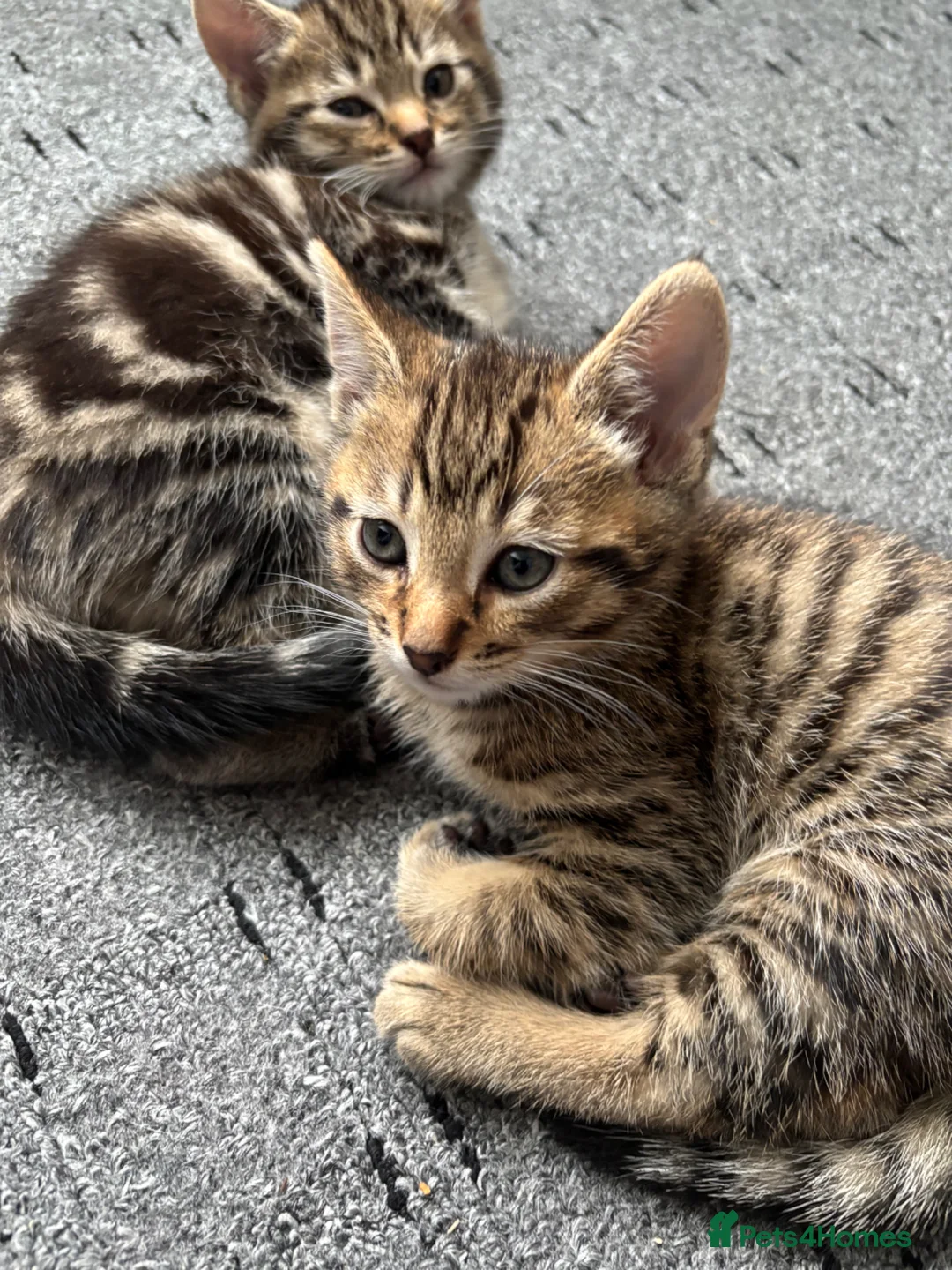 Mixed Breed cats for sale: Cute Kittens For Sale  - Advert 1