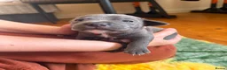Staffordshire Bull Terrier dogs for sale: KC-Quality,Champion Bloodline,Blue Staffy Pups - Advert 17