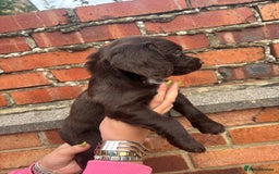Cocker Spaniel dogs for sale: 3 male cocker spaniel pups  - Image 20