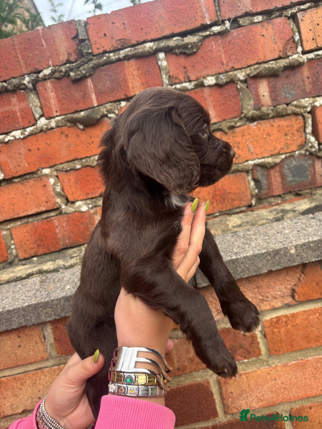 Cocker Spaniel dogs for sale: 3 male cocker spaniel pups  - Image 20