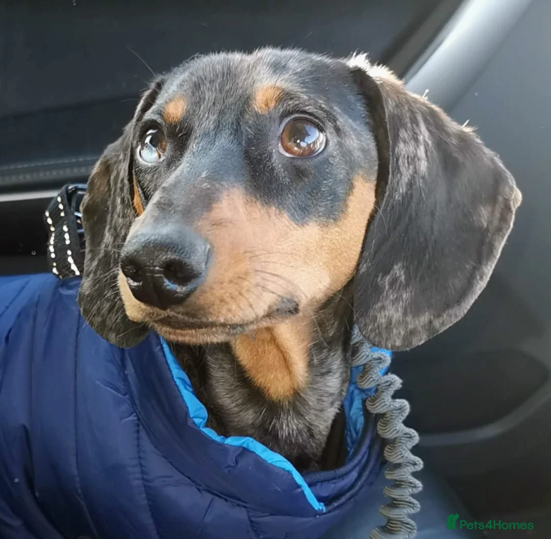 Dachshund dogs for sale: Dappled/Merl Dachshund puppies  - Advert 2