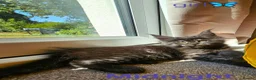 Maine Coon cats for sale: ✨ Meet Our Magnificent Maine Coon Kittens ✨ - Advert 7