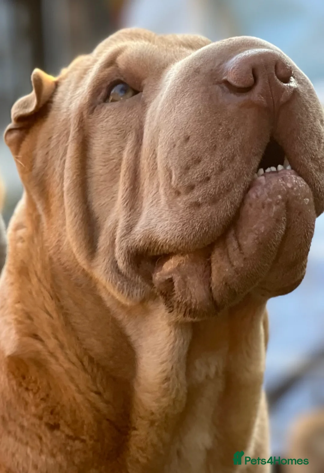 Shar Pei dogs for stud: Sharp pei Male for stud  in Ipswich - Advert 2