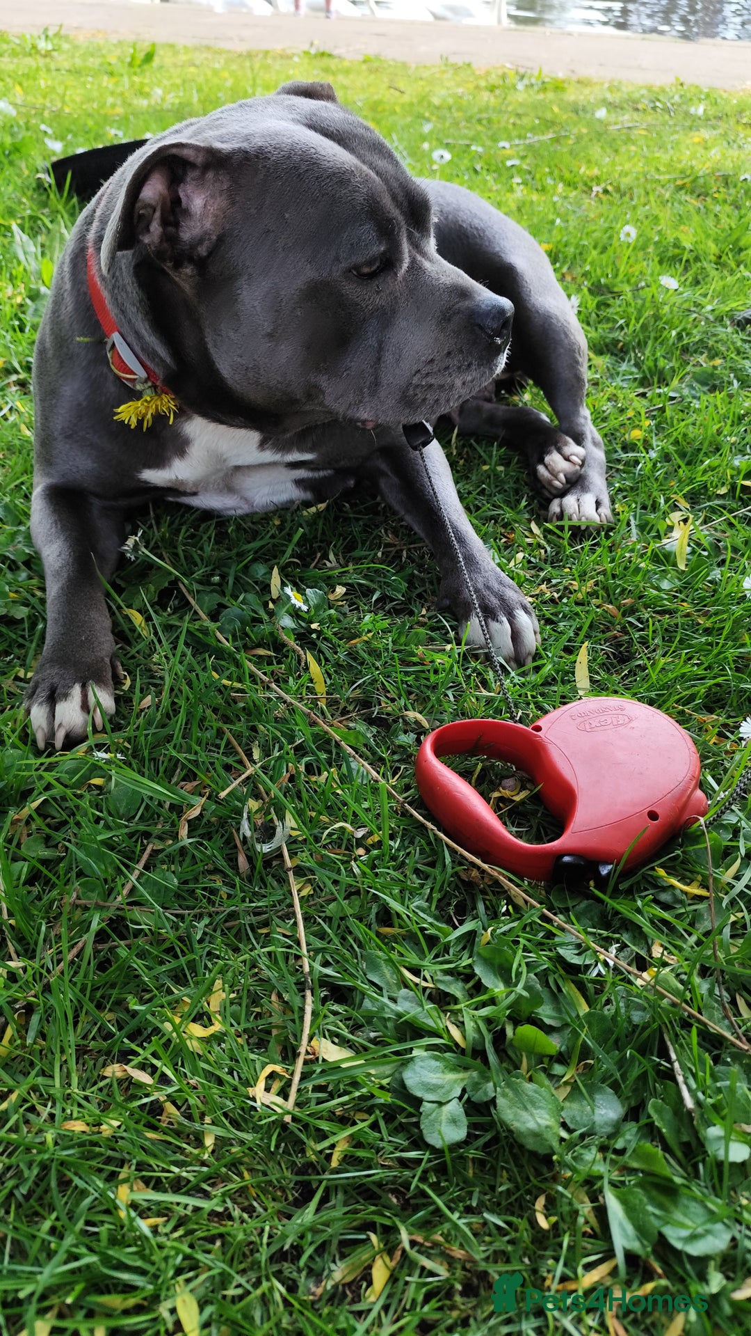 Staffordshire Bull Terrier dogs for sale: Last beautiful girl left 🐶 - Image 6