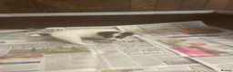 Jack Russell dogs for sale: Jack Russell  - Advert 17