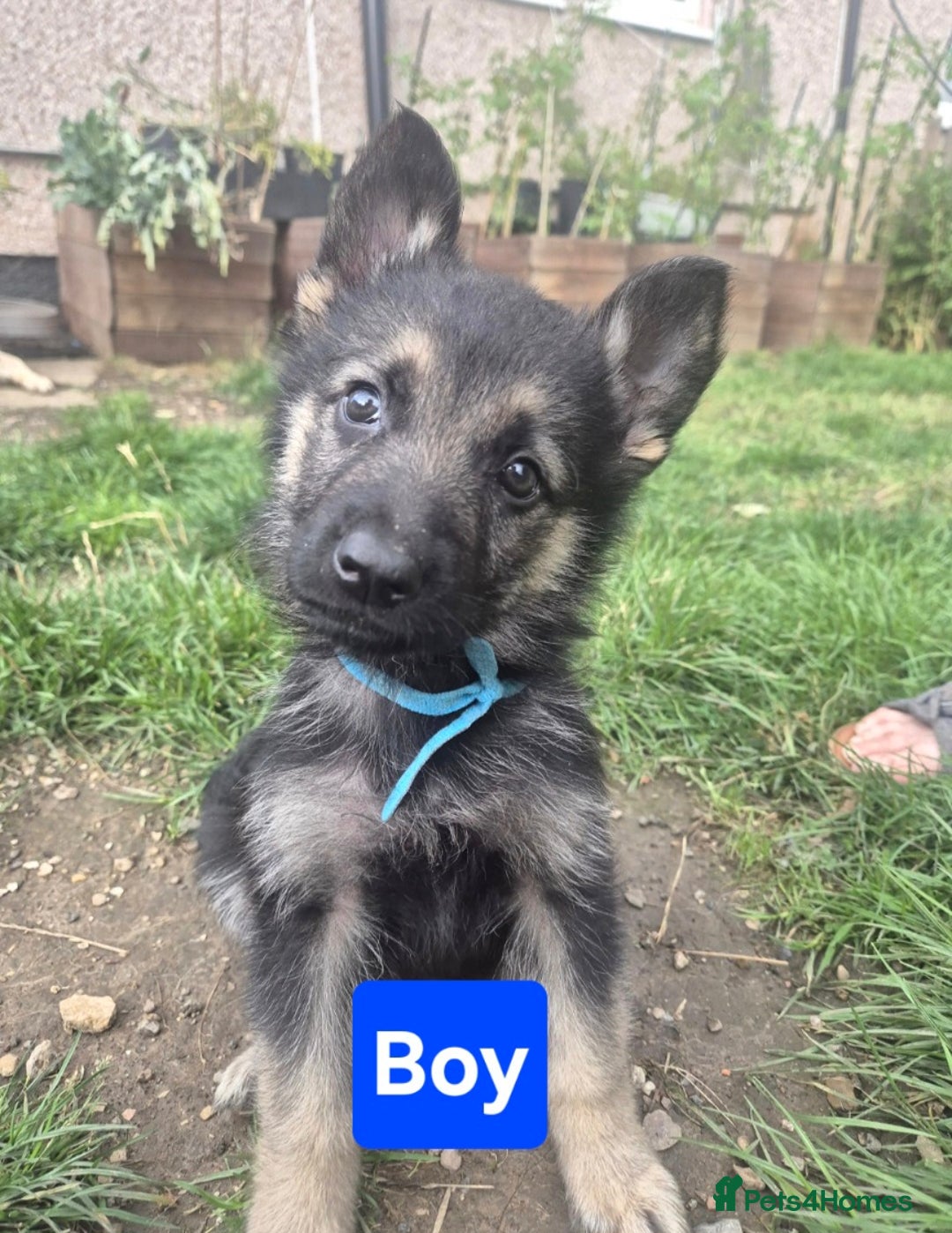 German Shepherd dogs for sale: German Shepherd puppies  - Image 6