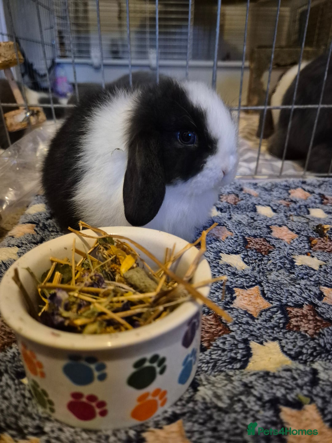 Mini Lop rabbits for sale: 💙 Baby Minilops Ready 25th💙  - Image 6
