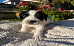 Sprocker dogs for sale: Sprocker Puppies - Image 6