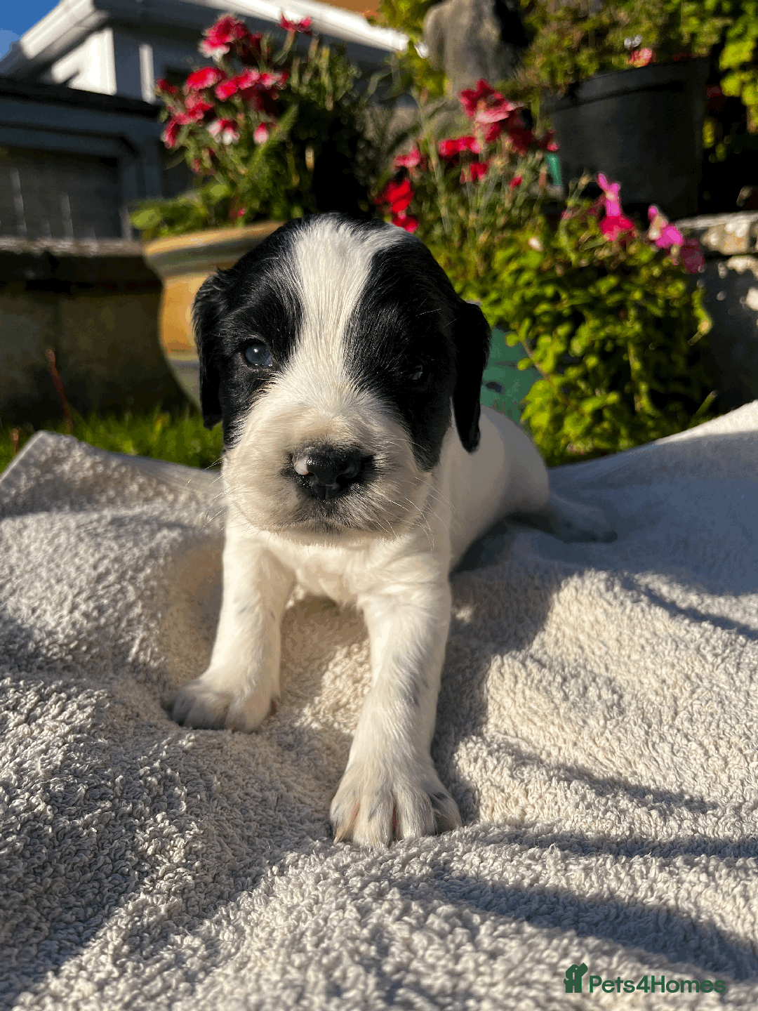 Sprocker dogs for sale: Sprocker Puppies - Image 6