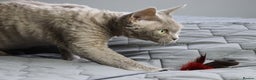Devon Rex cats for sale: Devon Rex beautiful and healthy girl 2 years old  - Advert 9