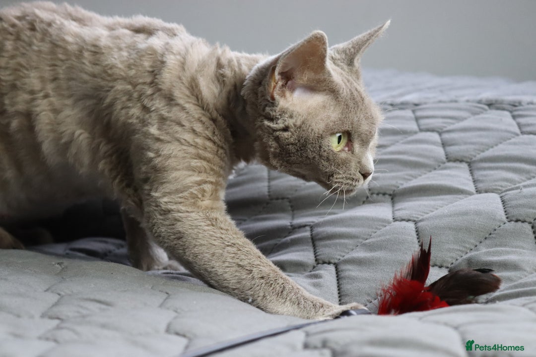 Devon Rex cats for sale: Devon Rex beautiful and healthy girl 2 years old  - Advert 9