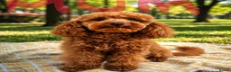 Toy Poodle dogs for sale: Astonishing! High Quality! Puppies! - Advert 4