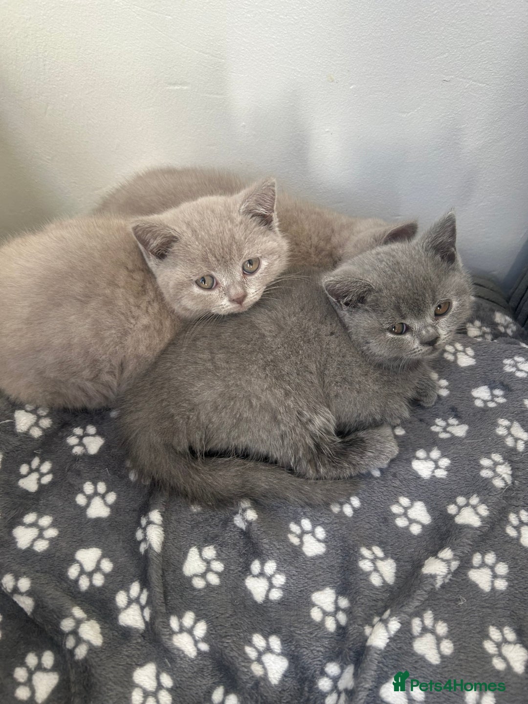 British Shorthair cats for sale: Beautiful British Shorthair Kittens - Image 5
