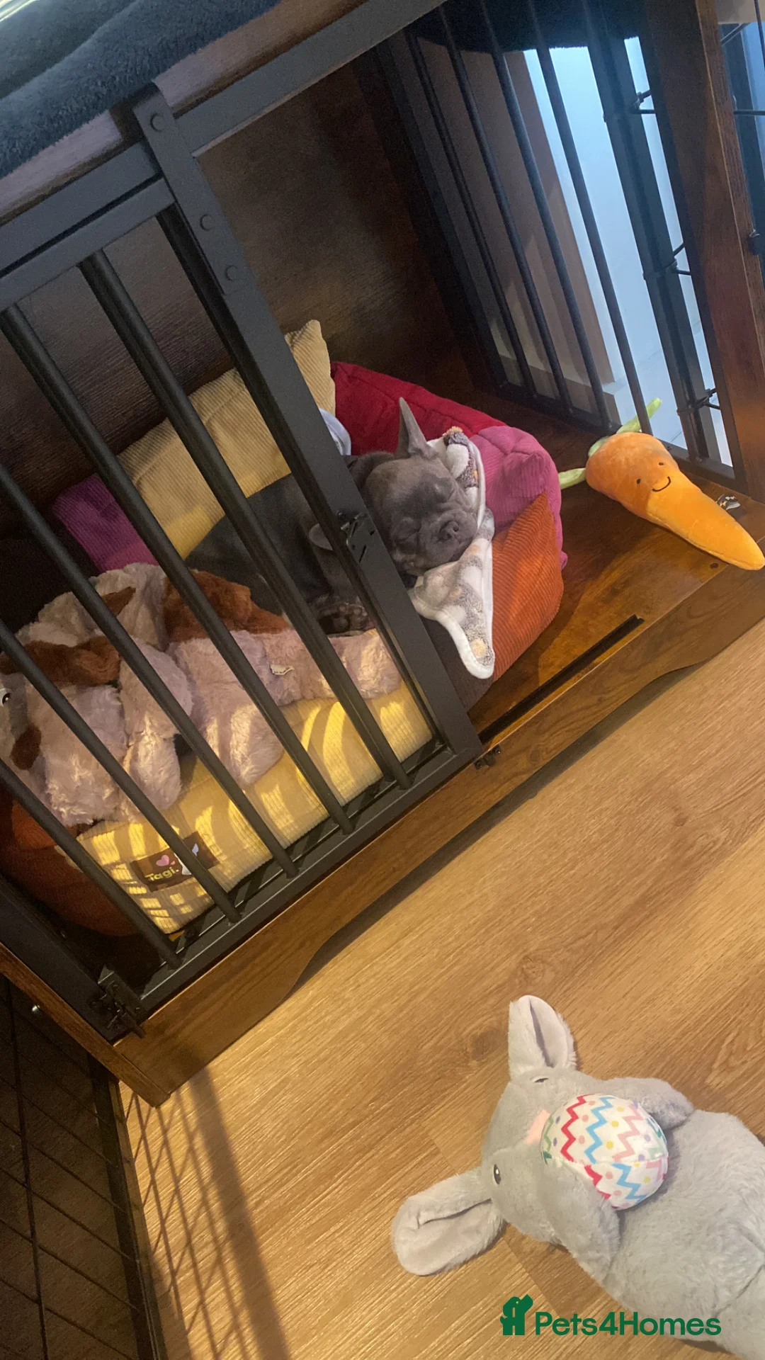 French Bulldog dogs for sale: Beautiful loving French bulldog male 11 weeks  - Advert 7