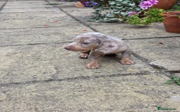 Miniature Dachshund dogs for sale: 3 beautiful puppies for sale  - Image 9
