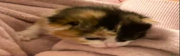 Mixed Breed cats for sale: Looking to become a member of your family in Dagenham - Advert 14