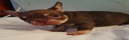French Bulldog dogs for sale: Two beautiful female French Bulldog puppies in London - Advert 2