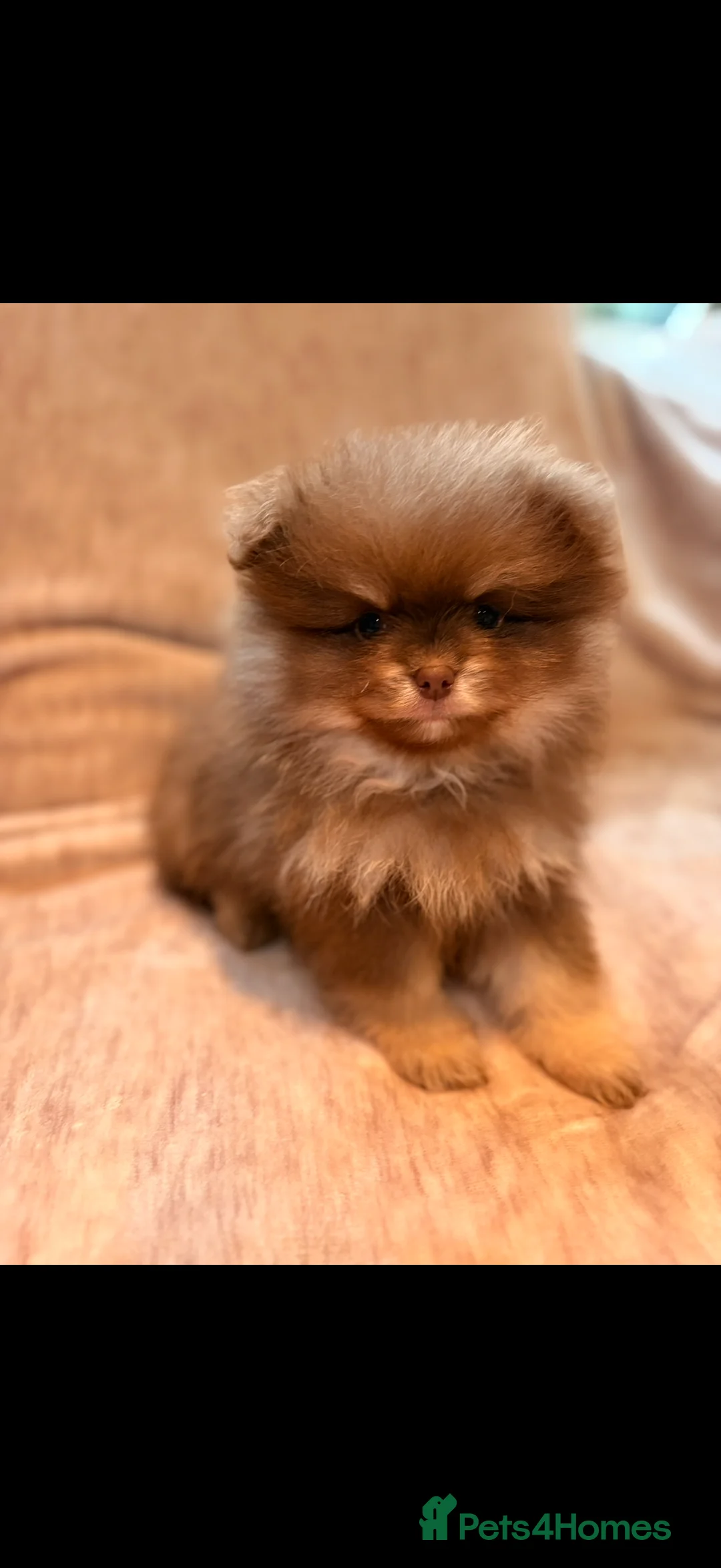 Pomeranian dogs for sale: Beautiful Pomeranian babies - Advert 21