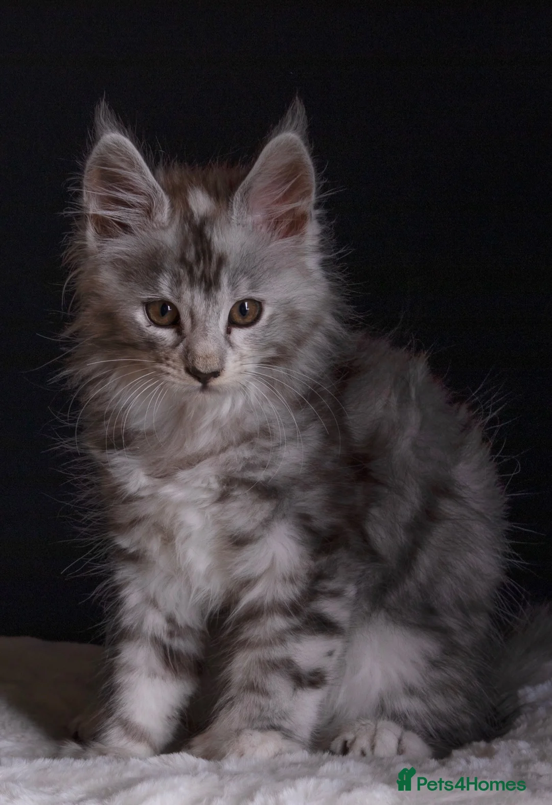 Maine Coon cats for sale: Black Silver Polydactyl MaineCoon Active Register  in Bonnybridge - Advert 2
