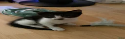 Mixed Breed cats for sale: 2 kittens ready to be homed  - Advert 2