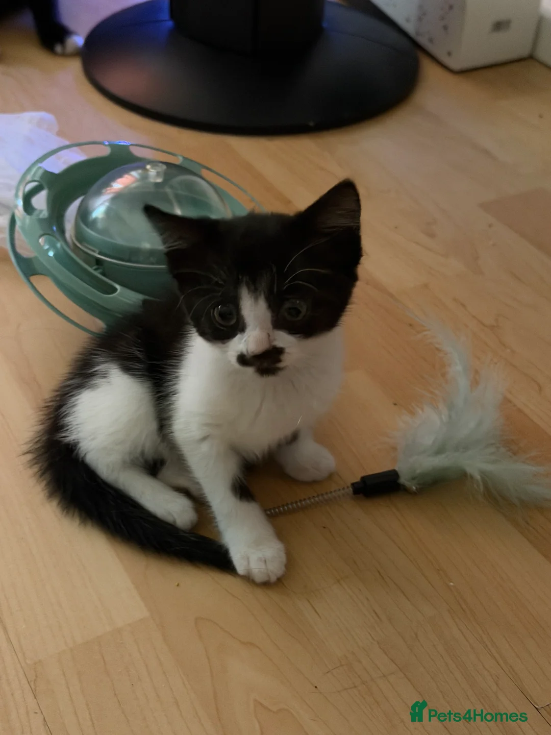 Mixed Breed cats for sale: 2 kittens ready to be homed  - Advert 2