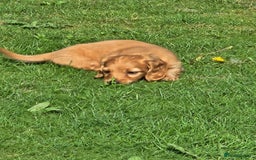 Dachshund dogs for sale: Dachshund miniature long hair  - Image 2