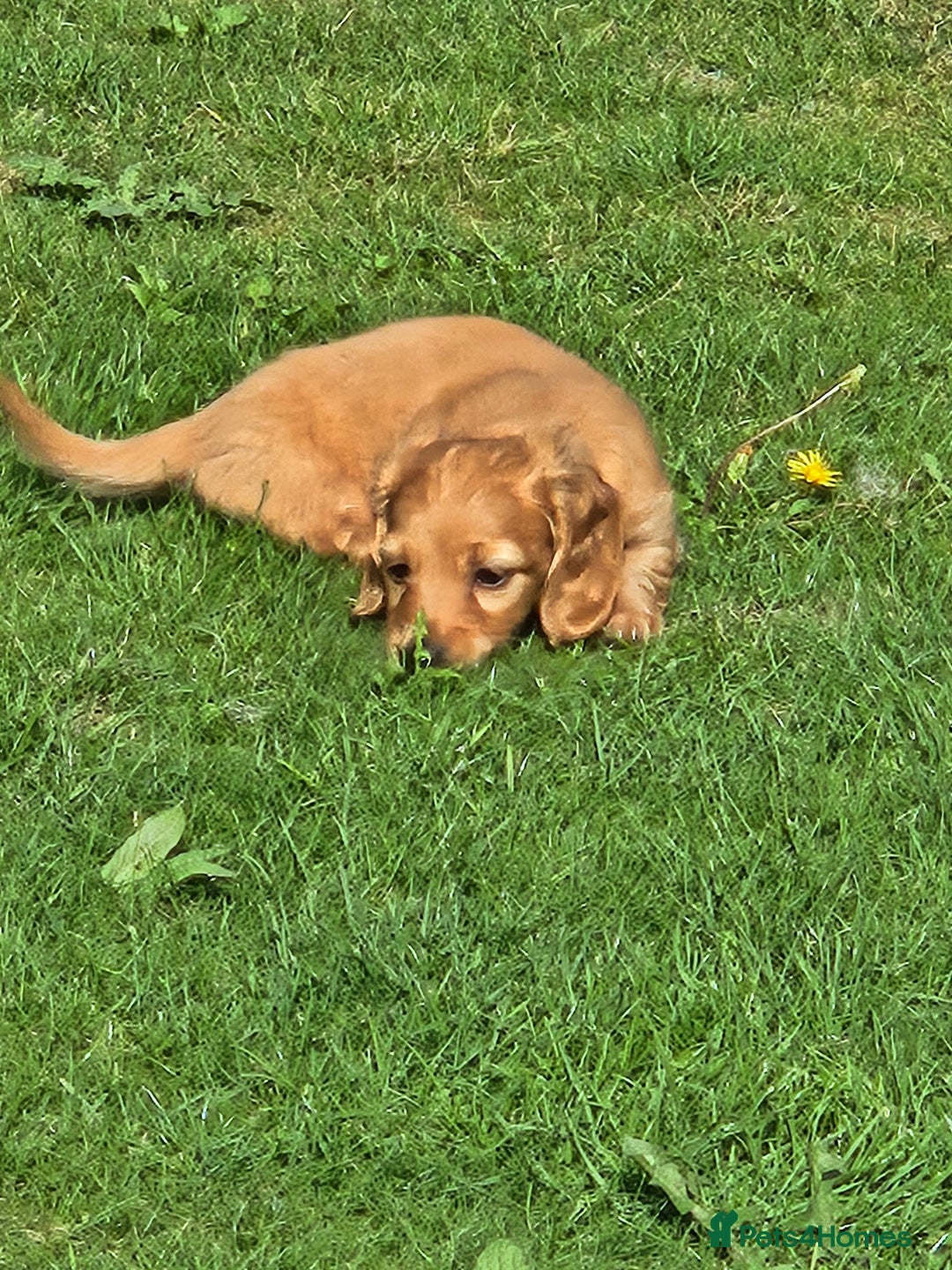 Dachshund dogs for sale: Dachshund miniature long hair  - Image 2
