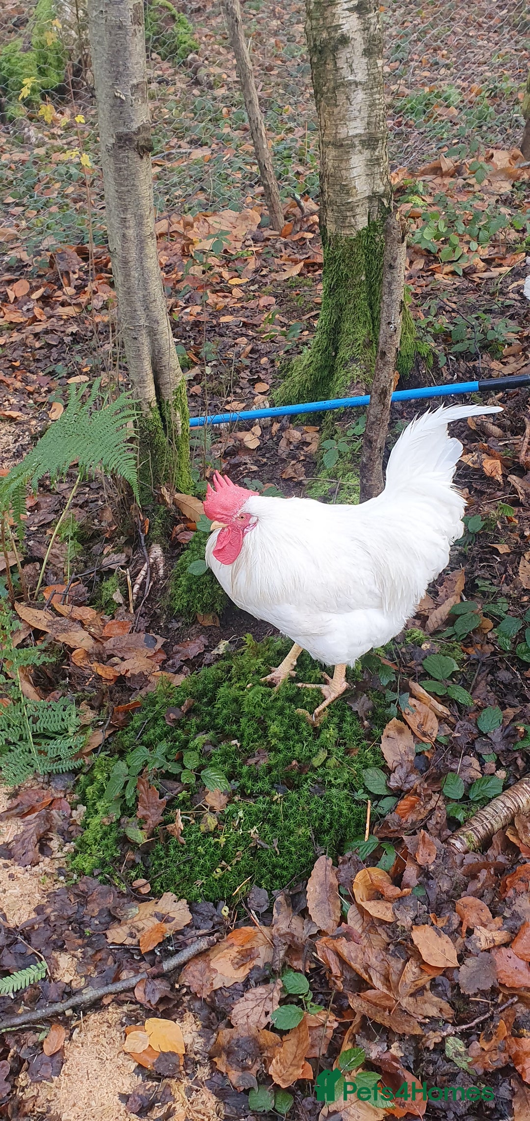 Chickens poultry for sale: Farm yard mix of laying hens and point of lay - Image 7