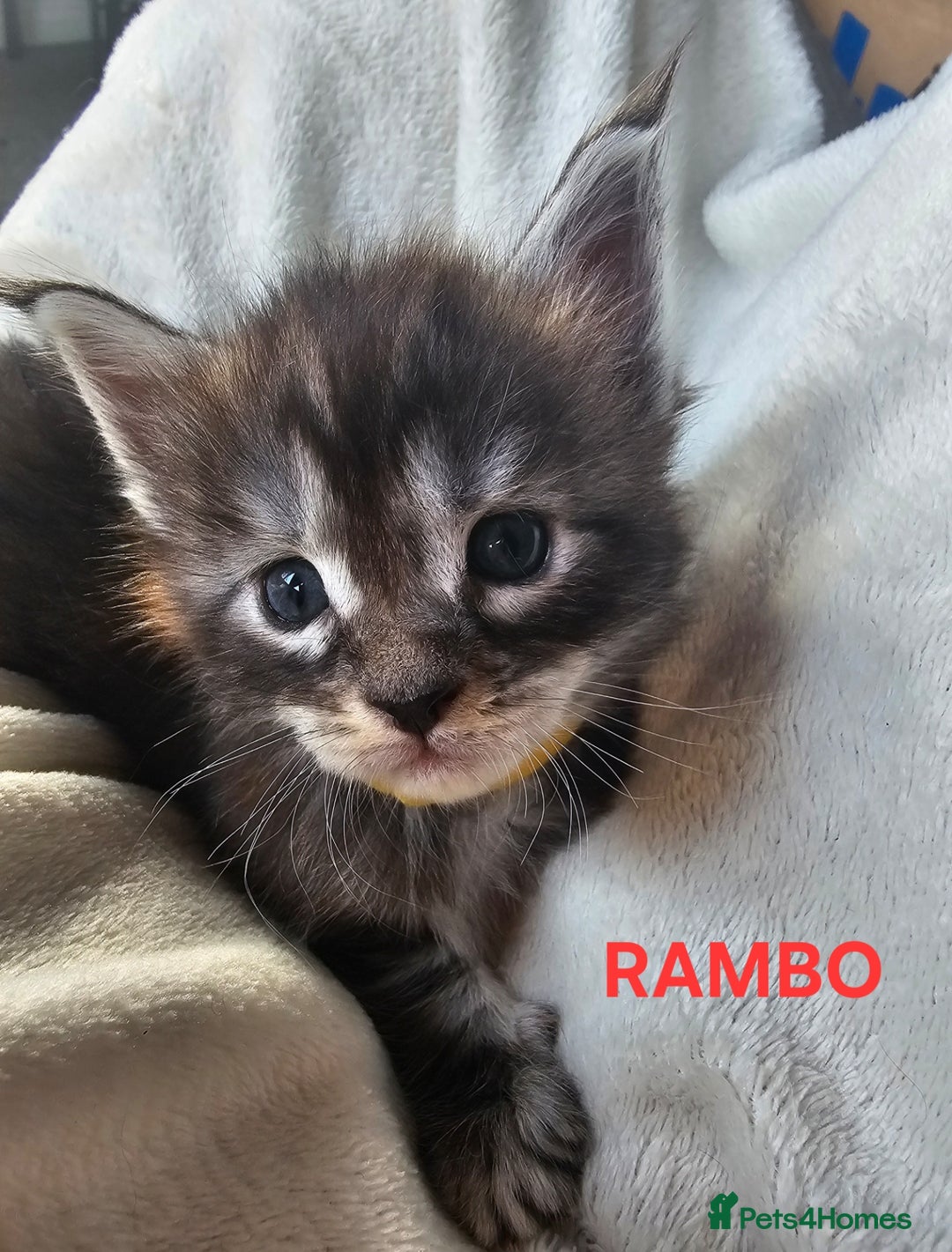 Maine Coon cats for sale: Champion bloodline maine coon kittens TICA - Advert 5