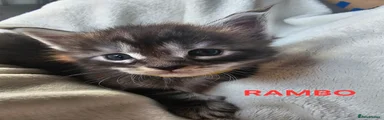 Rambo