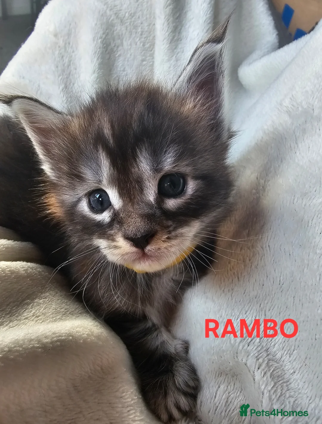 Maine Coon cats for sale: Champion bloodline maine coon kittens TICA - Advert 31