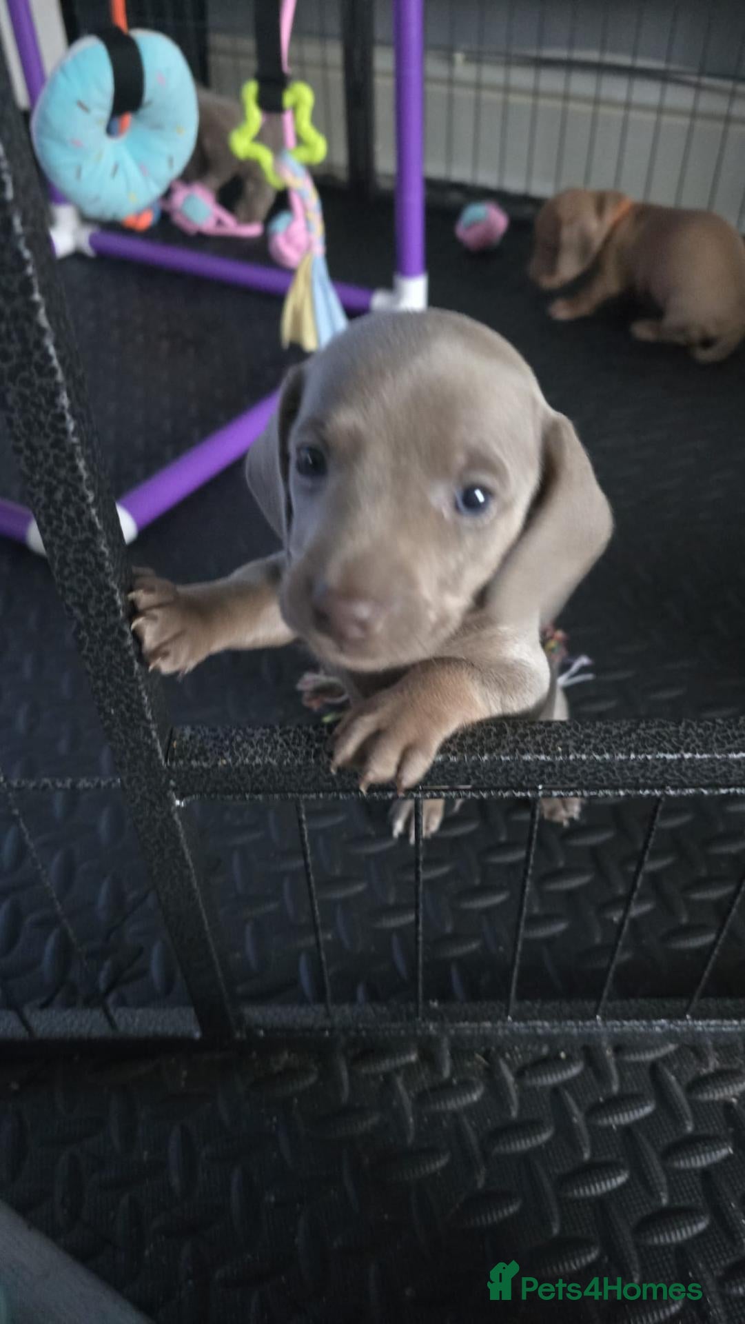 Miniature Dachshund dogs Pedigree Smooth Coat Miniature Dachshund - Advert 2