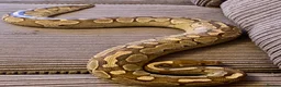 Python Snake reptiles for sale: Royal Python Collection Designer Morphs Females - Advert 9
