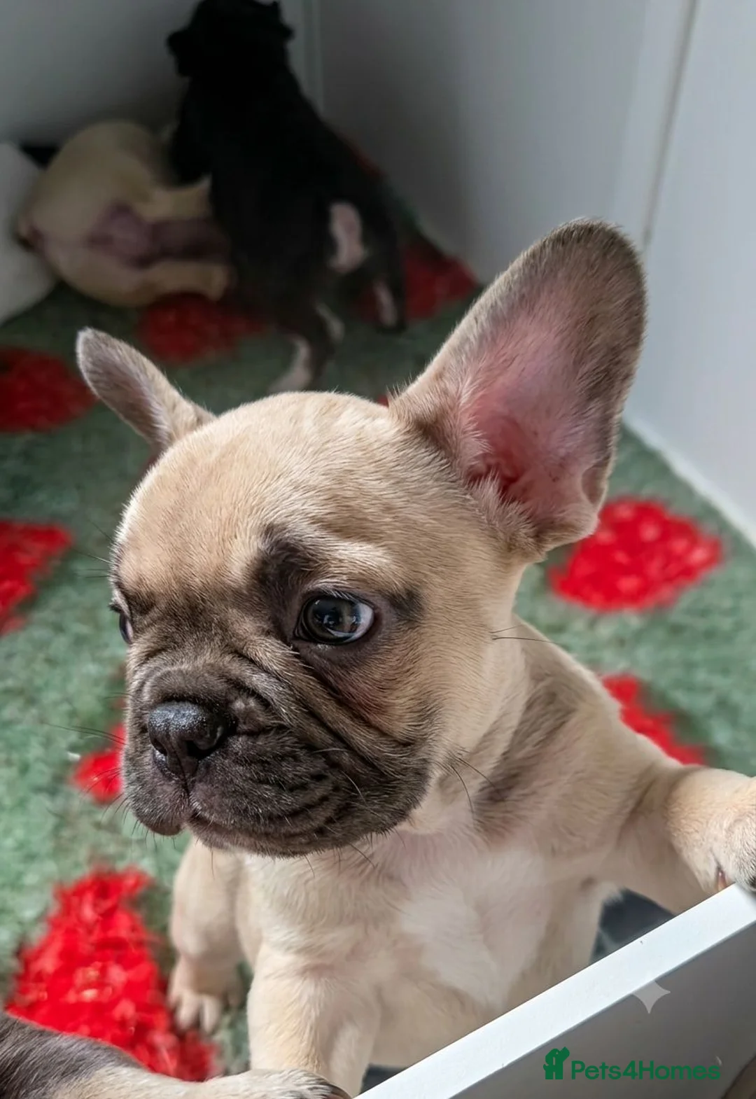 French Bulldog dogs for sale: REDUCED 8 week old Frenchie Male - Ready Now - Advert 2