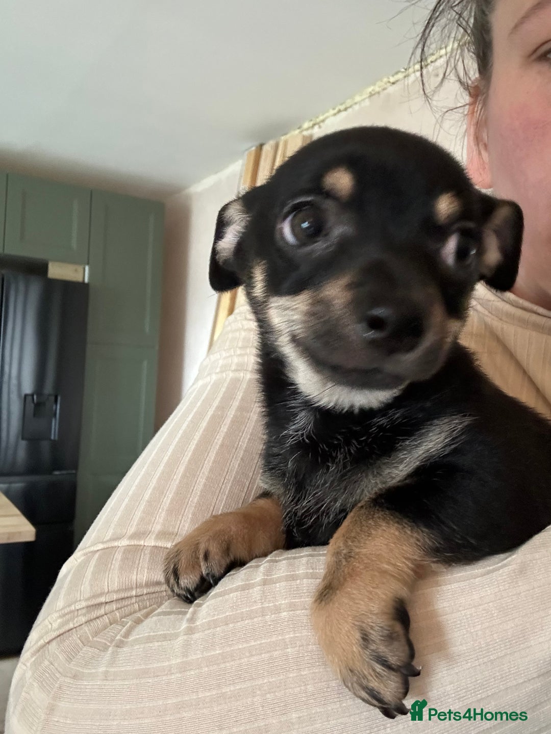Chihuahua dogs for sale: 2 male puppies Ready to go  - Image 12
