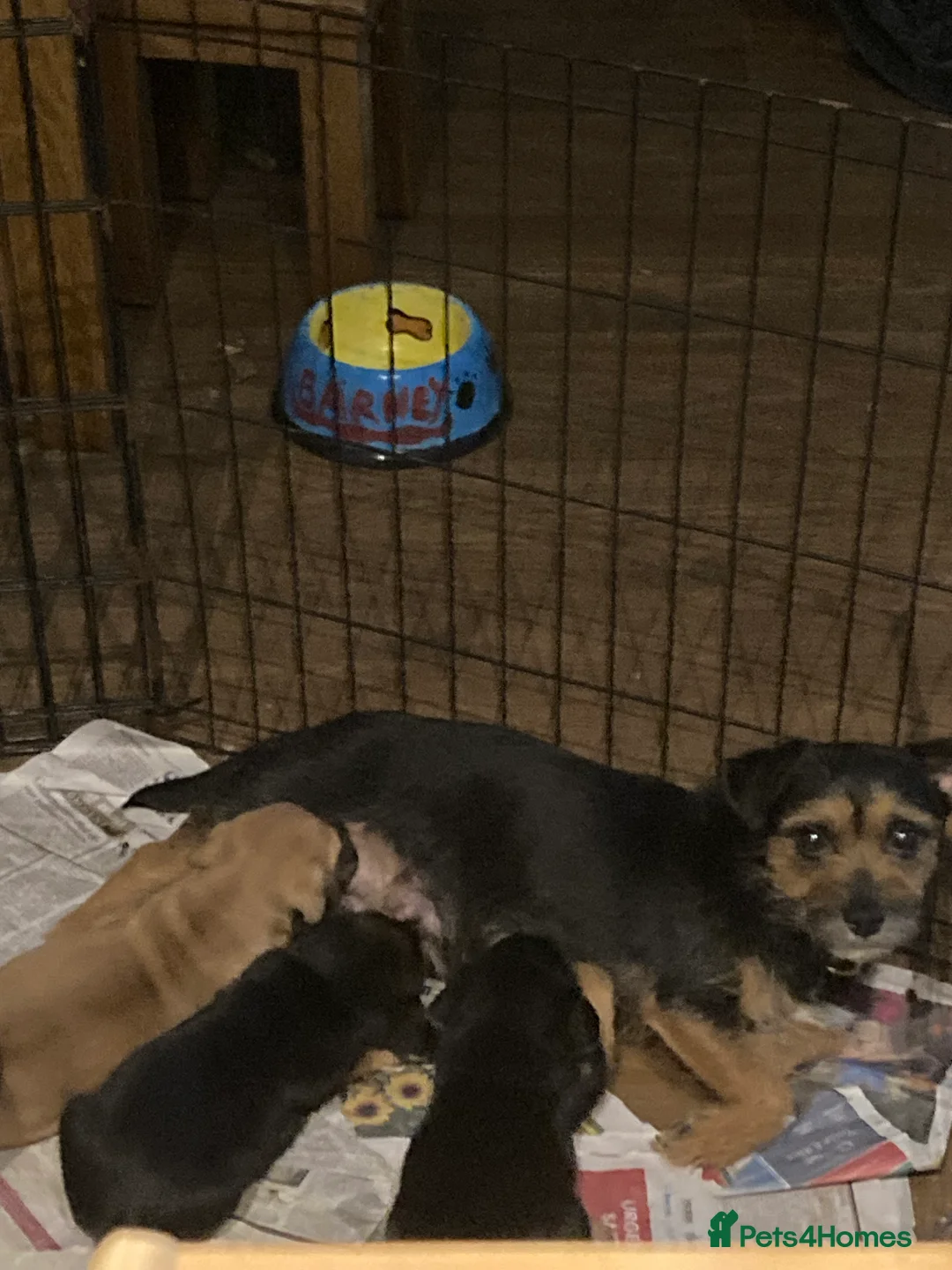 Mixed Breed dogs for sale: BEAUTIFUL BORDER JACK PUPPIES - Advert 2