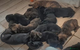 Mixed Breed dogs for sale: Mastiff x Rottweiler  - Image 26