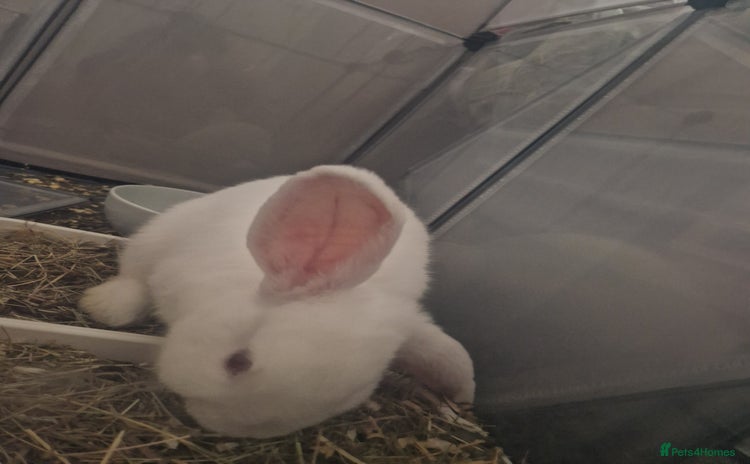 New Zealand rabbits - Advert 2